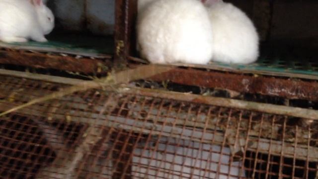 Кролики Панон у Моти смотреть онлайн