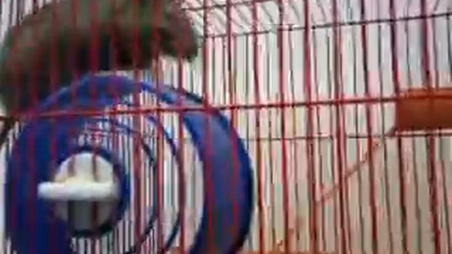 Дегу: Нас не догонят смотреть онлайн