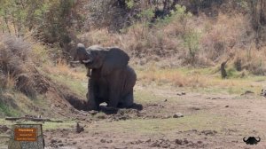 Elephant - Pilanesberg National Park | 4K