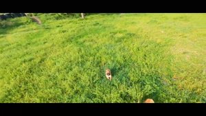 Летаем FPV дроном в лесу между деревьями - увидел нечто...