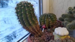 Кактусы.Эхинопсис и другие... Обзор от 24 января...