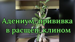 Прививки адениумов. Спрсоб 2-й, прививка в расщеп, клином. Как приросло? Снимаю повязку. 15.02.24 г.