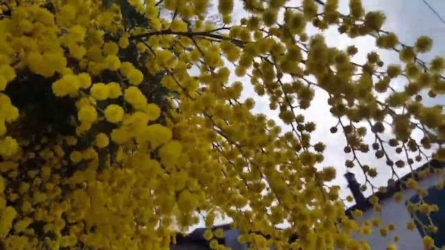 ОЧЕНЬ КРАСИВО !  ВЕСЕННЯЯ МИМОЗА!
