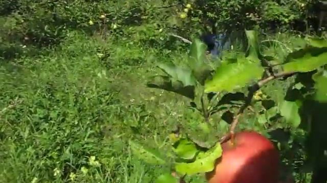 Сорт яблок Лигол часть 2 смотреть онлайн