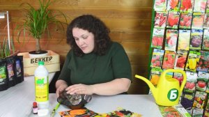 Как прорастить семена томатов и перцев 🍅 Замачивание семян в домашних условиях