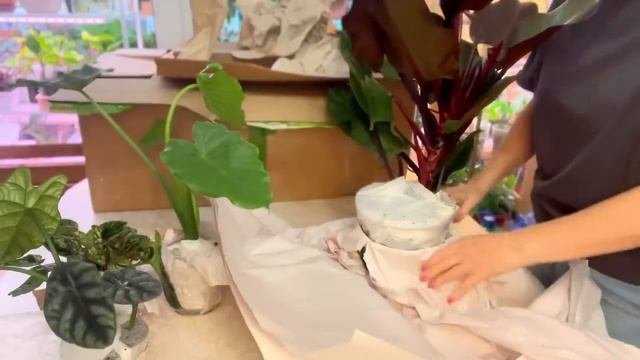 Распаковка растений из Голландии ☘️