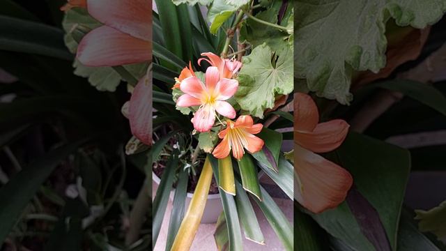 Clivia miniata  #flowers #beautiful