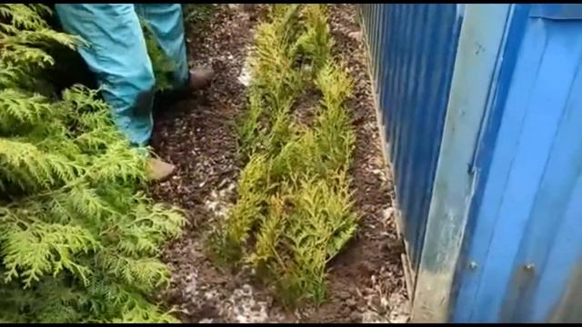Вырастить ТУИ легко и просто/ Обрезка Черенкование Размножение / Thuja Grafting ENG SUB