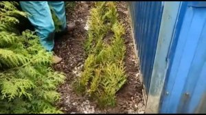 Вырастить ТУИ легко и просто/ Обрезка Черенкование Размножение / Thuja Grafting ENG SUB