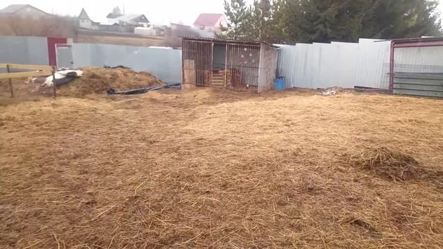 корова. молоко. сепаратор. смотреть онлайн