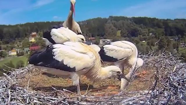 Что ест аист? What does the stork eat?