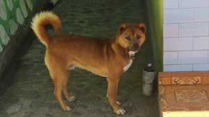 Путешествие с о.Бали на о.Ява (Вулканы "Иджен" и "Бромо") Самостоятельно HD