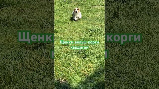 Невероятно красивые щенки корги окрас блюмерль #welshcorgicardigan #корги #puppy #dog