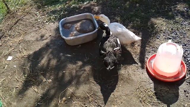 Когда можно выпускать индюков на траву? смотреть онлайн