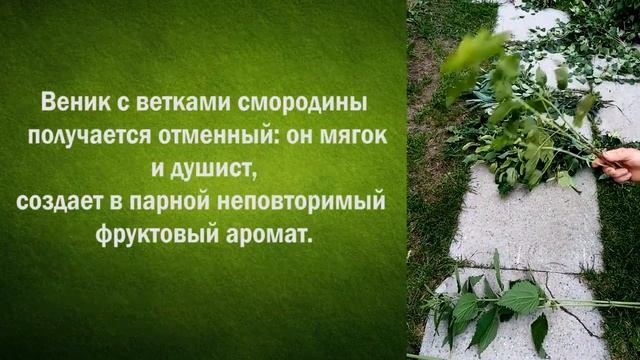 Что добавить в веник для бани? смотреть онлайн