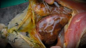 Болезни цесарок и их лечение