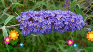 Буддлея давида Нанхо Блю. Краткий обзор, описание характеристик buddleja davidii Nanho Blue