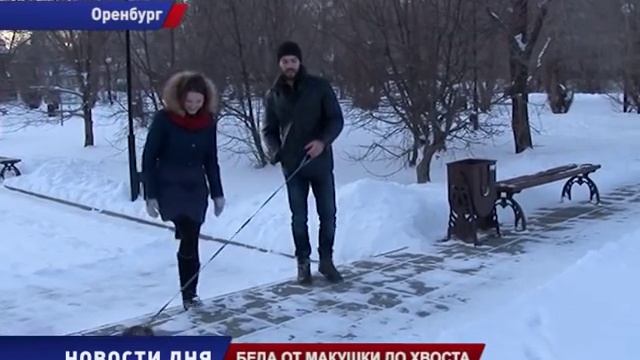 Беда от макушки до хвоста смотреть онлайн