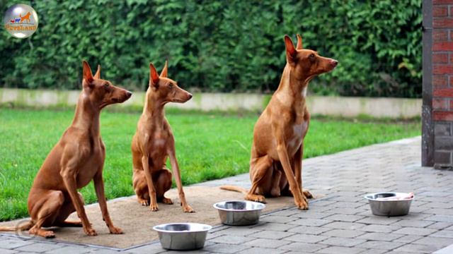 Cirneco dell Etna смотреть онлайн