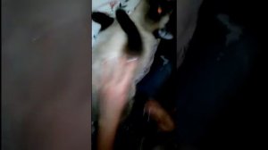 Мастит у кошки: как лечить