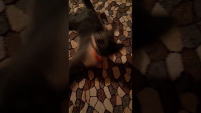 Знакомьтесь - наш Чешир. смотреть онлайн