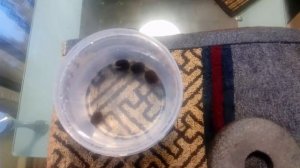 Как прорастить семена лотоса