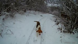 Охота на зайца с гончей (добор подранка собакой)