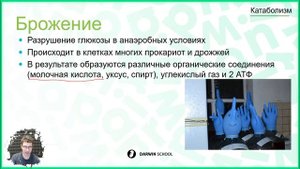 Тема №2: Катаболизм