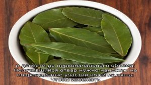 Особенности применения лаврового листа от аллергии у детей
