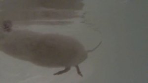 Купание крысы в ванной, подводная съемка на GoPro hero 3