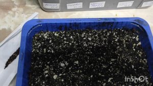 Посев Тигридии.