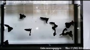 МОСКОВСКИЕ ЧЕРНЫЕ ГУППИ - BLACK MOSCOW GUPPY