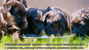 Можно ли собакам молоко: почему нельзя давать