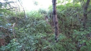 Дикая черешня в лесу..а может и не очень дикая..и не сильно-то в лесу