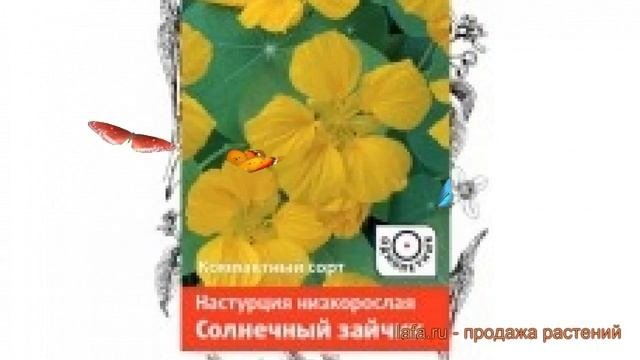 Настурция низкорослая Солнечный зайчик ? обзор: как сажать, семена настурции Солнечный зайчик