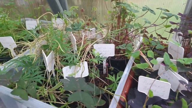 Луковичная кислица, на даче