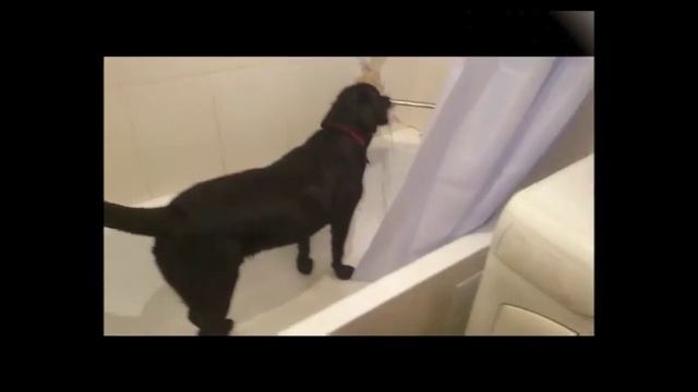 Декстер (Dexter) (Лабрадор, Labrador) смотреть онлайн