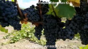 Курчанский (ТАН-42)
