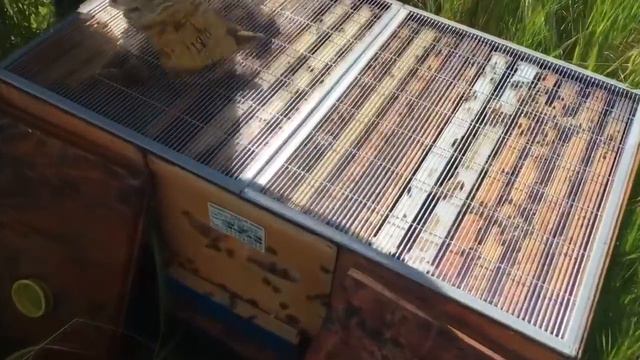 Иан Степплер: перевозка отводков на точки и постановка общих корпусов Канада