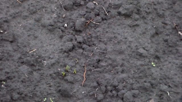 Всходы свеклы кормовой 24 апреля 2017 год.Shoots of beet fodder April 24, 2017. смотреть онлайн