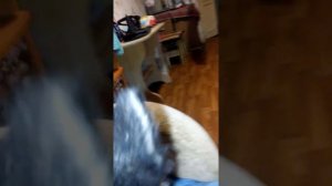 Кане-корсо разговаривает!