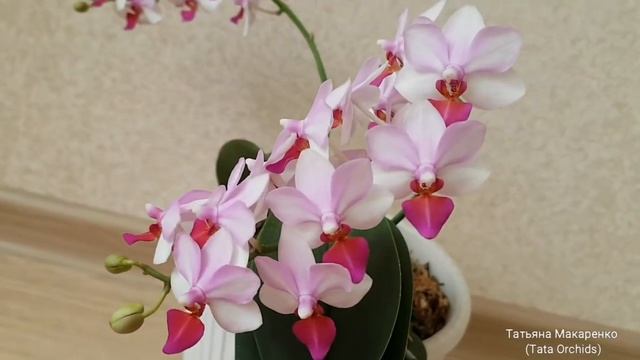 Dtps.Liu’s Berry | Цветение орхидеи фаленопсис Льюис Берри | Blossoming Dtps.Liu’s Berry | орхидея
