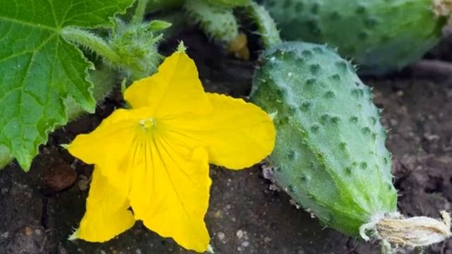 Почему горчат огурцы в открытом грунте / причины горечи огурцов смотреть онлайн