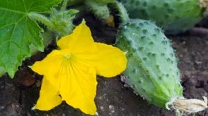 Почему горчат огурцы в открытом грунте / причины горечи огурцов