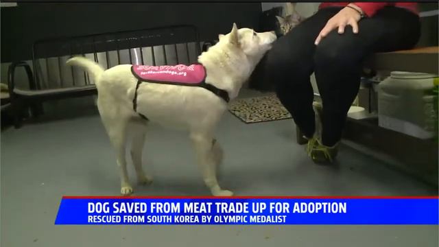 Dog rescued from South Korean meat trade by Olympian now up for adoption смотреть онлайн