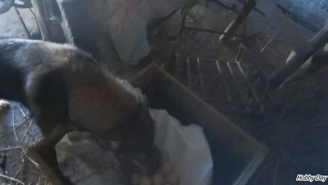 БУДКА ДЛЯ СОБАКИ подстилка на зиму. Заначка на сеновале.