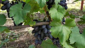 Виноград Первенец ОГРОМНЫЕ ЯГОДЫ !!! 4 сентября 2021 г.