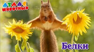 Белки Атлас животных.mp4