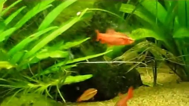 Puntius titteya / Hasemania nana смотреть онлайн