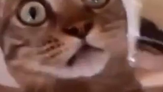 Танго с котом смотреть онлайн